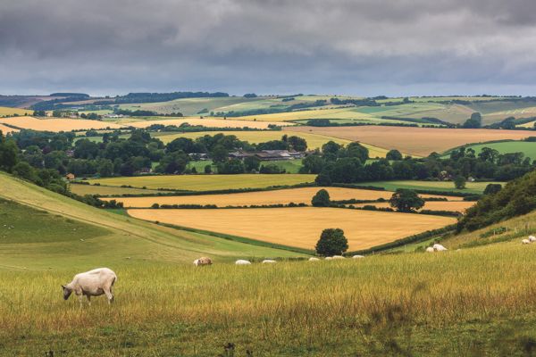 surrey - featured imaged